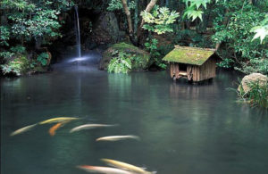 Carpes koi dans un étang japonais avec chute d'eau et végétaux d'ombre