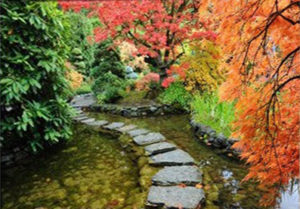 Pas japonais dans une petite rivière - Jardin japonais avec l'eau et érables
